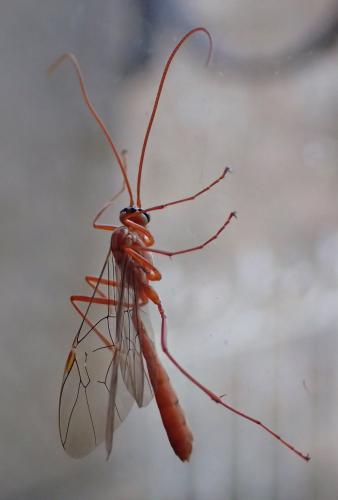 Réf. 219 636 : Ophion obscuratus